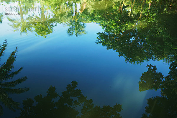 Wasser  Ruhe  Baum  Spiegelung  Bangladesh