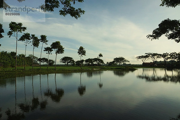 Wasser  Baum  Küste  Spiegelung  vorwärts  Bangladesh