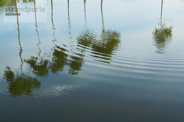 Wasser  Wolke  Baum  Spiegelung  Bangladesh