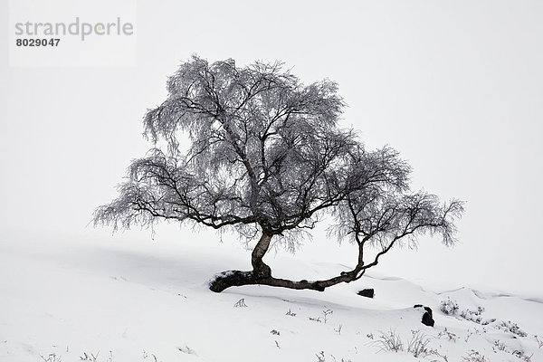 Baum  Kälte  Schnee