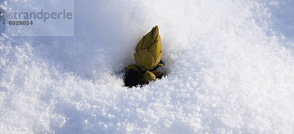 Knospe  auftauchen  England  Rhododendron  Schnee