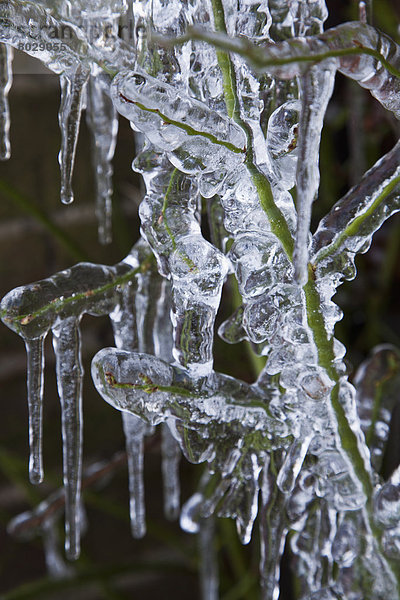 bedecken  Eis  Pflanze  Eiszapfen  England