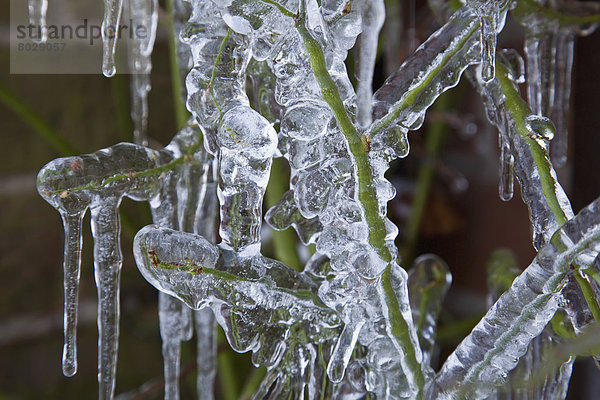 bedecken  Eis  Pflanze  Eiszapfen  England