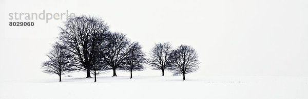 Baum  Schnee  Feld