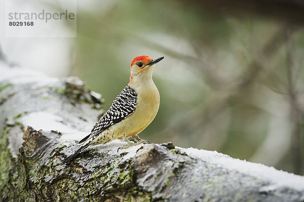 Red-bellied woodpecker (melanerpes carolinus) Ohio united states of america