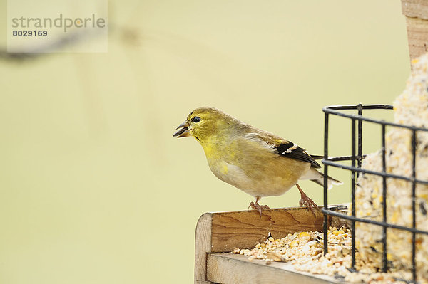 American goldfinch (carduelis tristis) Ohio united states of america