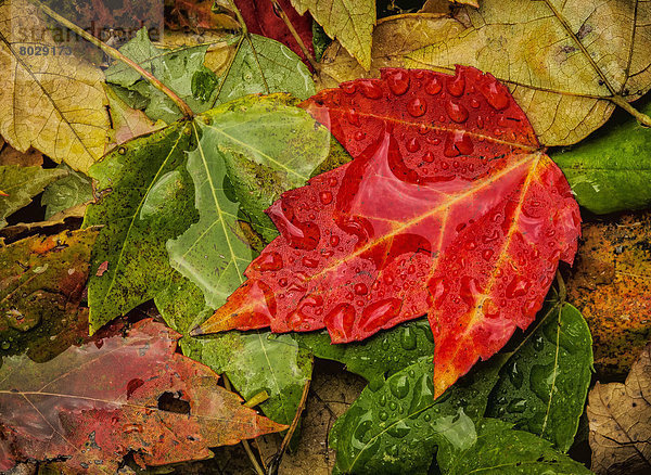 Farbaufnahme Farbe Amerika Vielfalt Herbst Verbindung Regentropfen Ohio