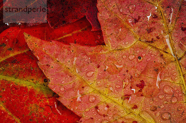 hoch  oben  nahe  Wasser  Wassertropfen  Tropfen  Pflanzenblatt  Pflanzenblätter  Blatt  rot  Ahorn