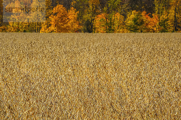 Soybeans growing in a field Ohio united states of america