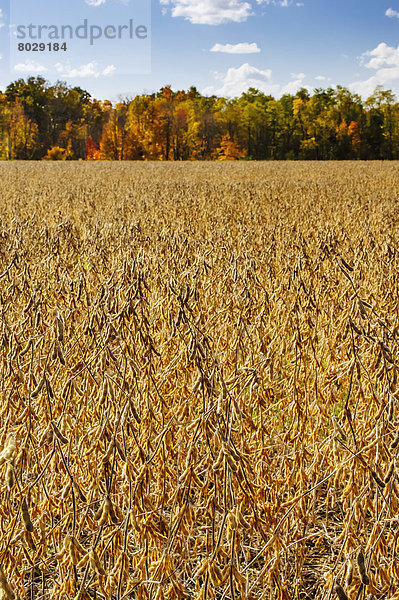 Soybeans growing in a field Ohio united states of america