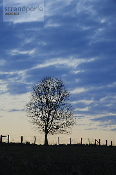 Amerika  Sonnenuntergang  Baum  Silhouette  Zaun  Verbindung  Maurer  Kentucky