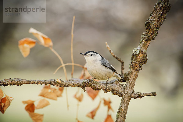 White-breasted nuthatch (sitta carolinensis) Ohio united states of america