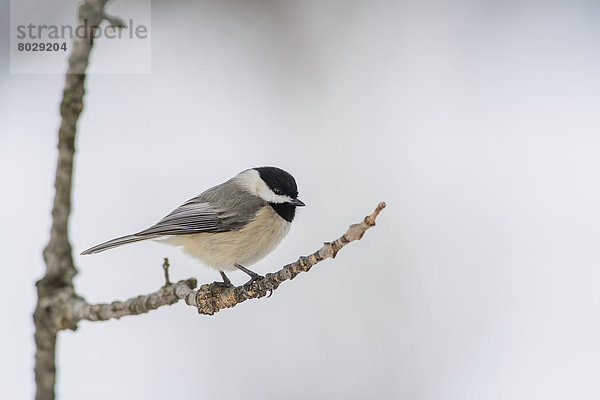 Carolina chickadee (poecile carolinensis) Ohio united states of america