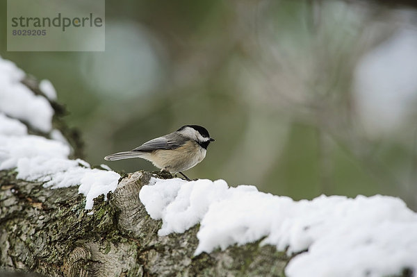 stehend  Schnee  Schwarzkopfmeise  Poecile atricapillus