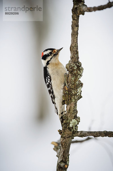 Downy woodpecker (picoides pubescens) Ohio united states of america