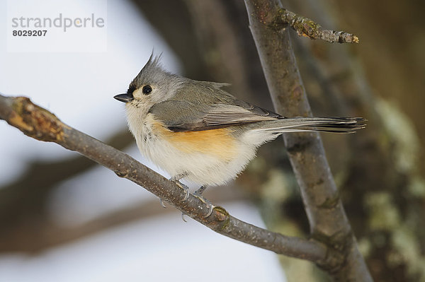 Tufted titmouse (baeolophus bicolor) Ohio united states of america