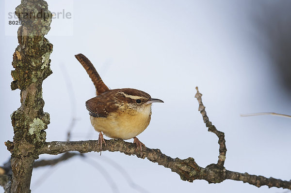 Carolina wren (thryothorus ludovicianus) Ohio united states of america