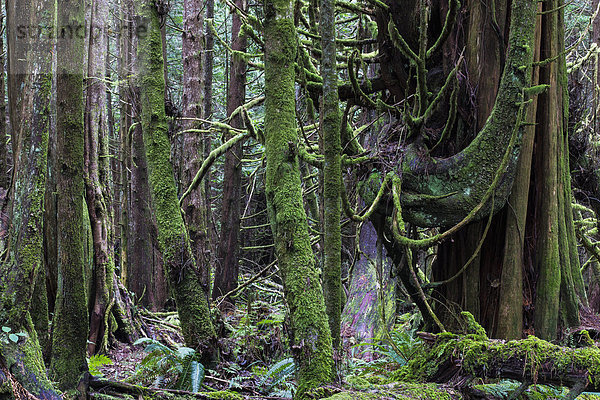 Nationalpark  Insel  Pazifischer Ozean  Pazifik  Stiller Ozean  Großer Ozean  Regenwald  Vancouver