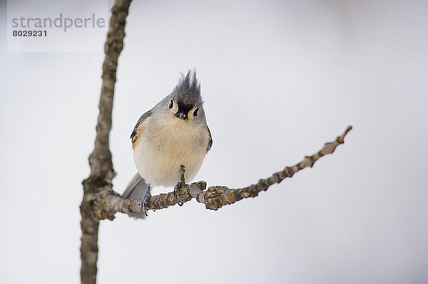 Tufted titmouse (baeolophus bicolor) Ohio united states of america