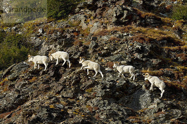 Nationalpark  Berg  Felsen  gehen  Schaf  Ovis aries  Herbst  Seitenansicht  Denali Nationalpark  Dallschaf  Ovis dalli  Bock