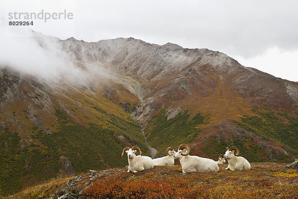 Nationalpark  ruhen  Schaf  Ovis aries  Berg  Herbst  Denali Nationalpark  Dallschaf  Ovis dalli  Bock  Tundra