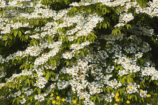 Blume  Wachstum  weiß  Garten  Berg  Strauch  Platzanweiser
