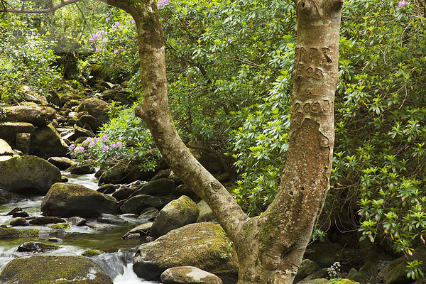 nahe  Felsbrocken  Wasser  Baum  über  Ereignis  Fluss  Wasserfall  Strauch  Menschenreihe