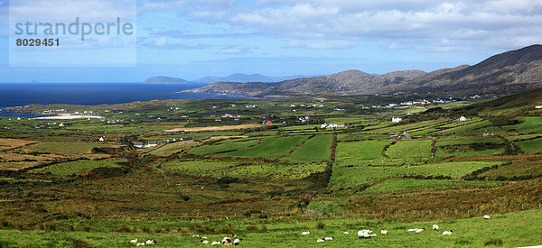 Farmland and sheep grazing County cork ireland