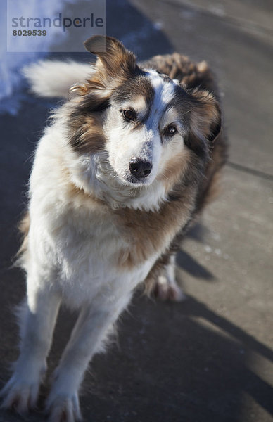 überqueren  Portrait  Pose  Schönheit  Collie  Grenze  Kreuz  Schafhirte