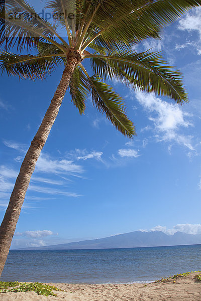Amerika Strand Baum Küste Ansicht Palme vorwärts Verbindung Hawaii Lanai