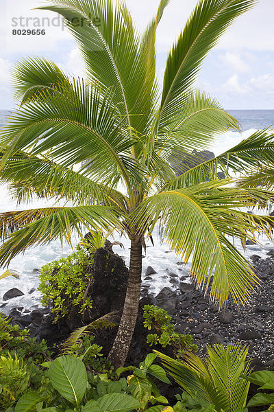 Wasserrand Amerika Baum Küste Palme vorwärts Verbindung Hana Hawaii Maui Wellen brechen