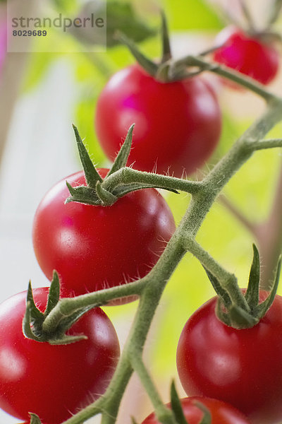 hoch  oben  nahe  Amerika  Wachstum  Kirsche  Pflanze  rot  Tomate  Verbindung  Alaska  Anchorage  reif