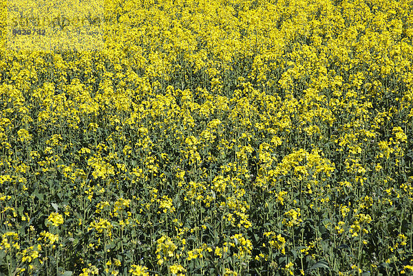 Blume  gelb  Himmel  blau  Raps  Brassica napus