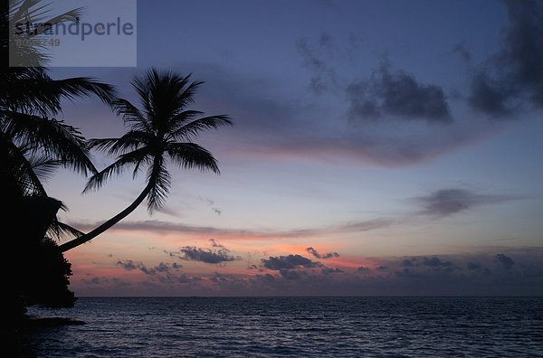Sonnenuntergang  Baum  über  Meer  Insel  Palme  Malediven  Atoll  Paradies  Süden