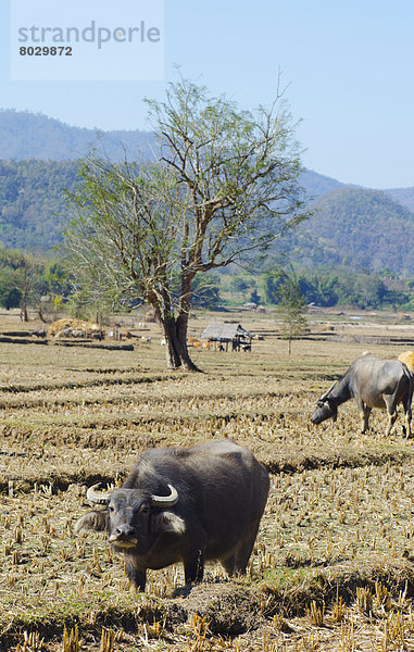 Buffalo in a field Pai thailand