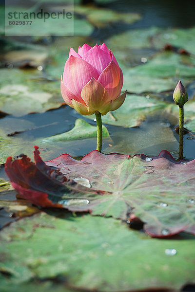 Lotus flowers Chiang mai thailand