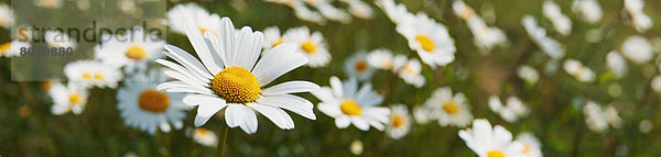 hoch  oben  nahe  Wiese  Gänseblümchen  Bellis perennis  England