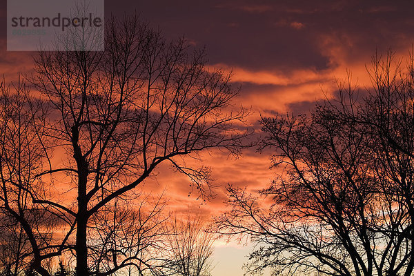 Baum  Silhouette  Himmel  Sonnenaufgang  dramatisch  Ast  rot  Leidenschaft