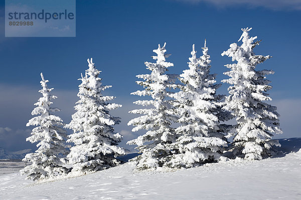 bedecken  Baum  Himmel  Hügel  blau  immergrünes Gehölz  Schnee