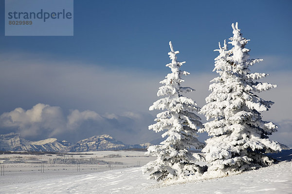 Berg  bedecken  Baum  Hügel  Hintergrund  immergrünes Gehölz  Schnee