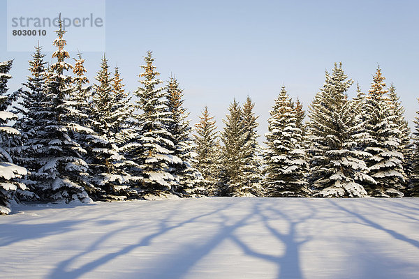bedecken  Baum  Himmel  Sonnenaufgang  Schatten  blau  immergrünes Gehölz  Zimmer  Schnee