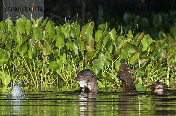 Otter  Lutrinae  Fisch  Pisces  Fluss  essen  essend  isst  vorwärts  Brasilien  Pantanal