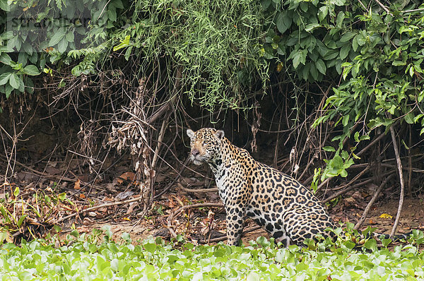 Jaguar  Panthera onca  Fluss  Jagd  vorwärts  Jaguar