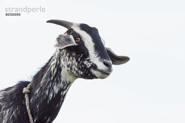 Ziege  Capra aegagrus hircus  sehen  Wolke  Humor  Himmel  Hintergrund  Nepal