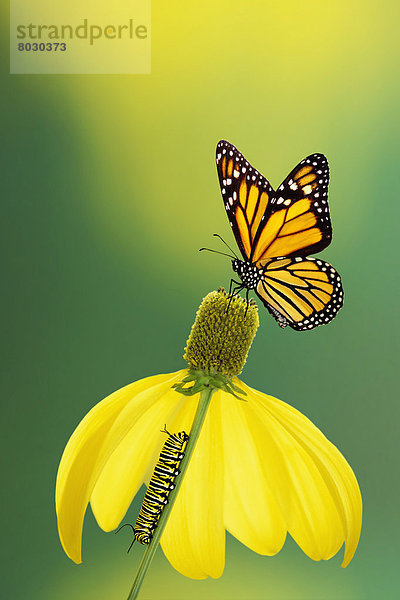 Caterpillar to butterfly British columbia canada