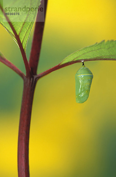 Bühne Theater  Bühnen  Pflanzenblatt  Pflanzenblätter  Blatt  hängen  Schmetterling  Wandel  Larve