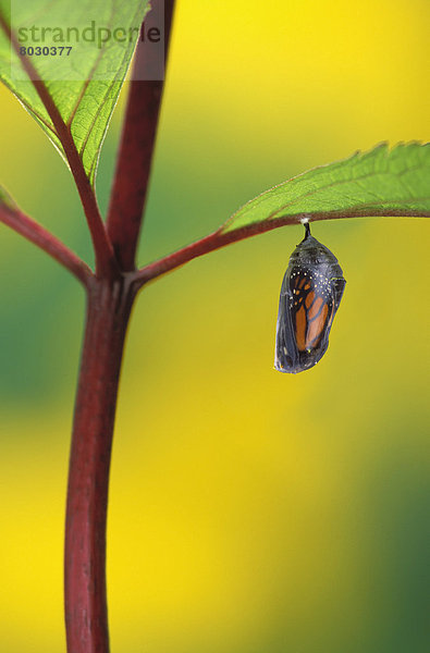 Bühne Theater  Bühnen  Monarchie  Schmetterling  Wandel  Larve  Anfang