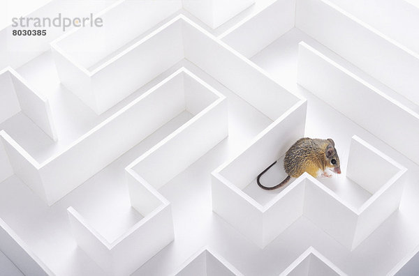 Mouse in a maze British columbia canada