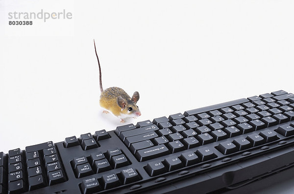 nebeneinander neben Seite an Seite Computertastatur Tastatur Computer Computermaus Maus computer mouse