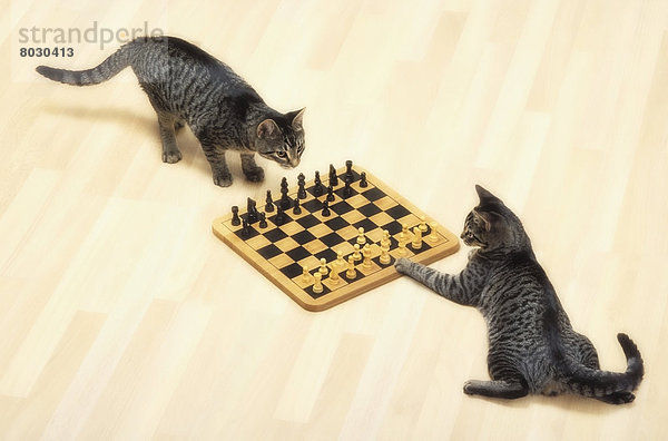 2 Schach Katze britisch Kanada grau spielen Vancouver